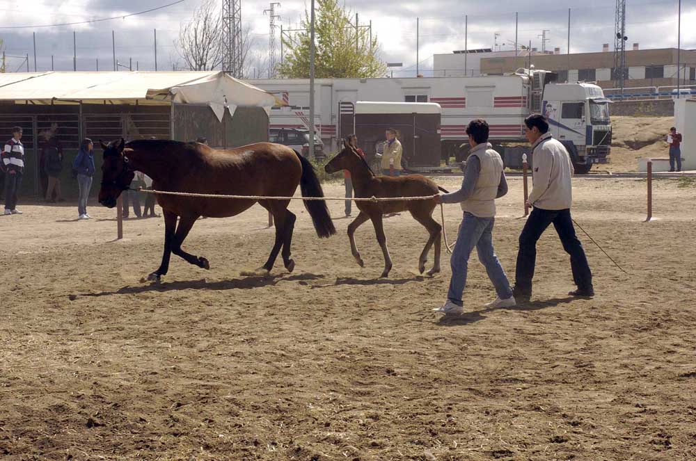  Feria Agroganadera del Valle de Los Pedroches