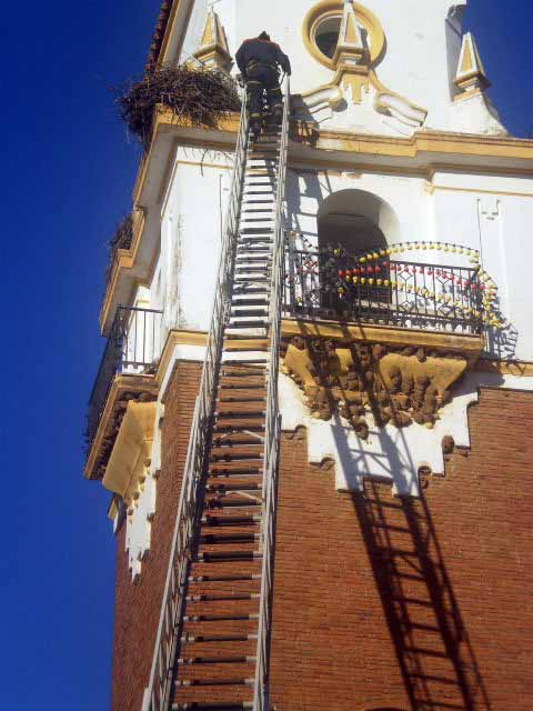 Desalojo de los nidos de cigeas