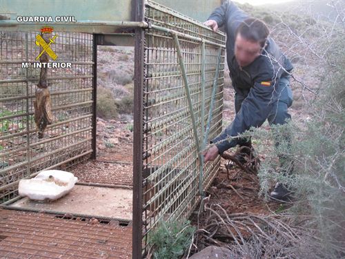 Jaulas trampa en un coto de caza