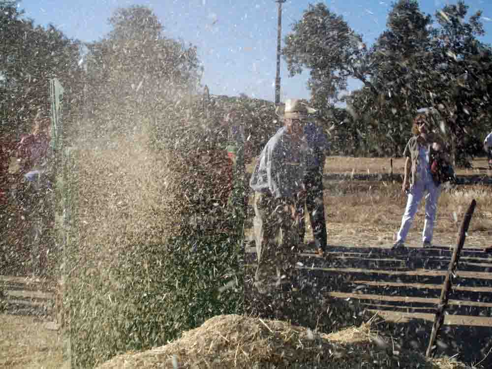 Fiesta de la Siega en Ojuelos Altos