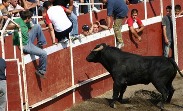 Suelta de vaquillas en Villaviciosa