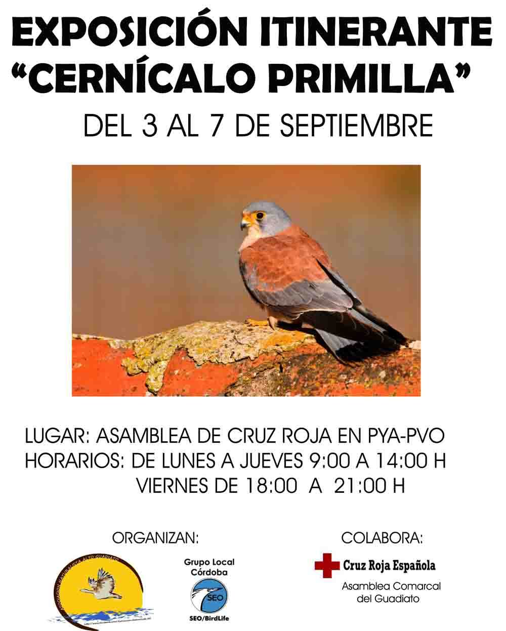 Exposicin Itinerante del Cerncalo Primilla