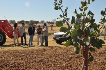 Pistacheros en el Valle del Guadiato