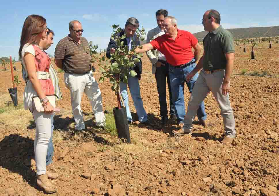 Ensayo del pistachero