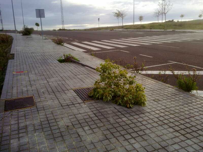 El rbol cado