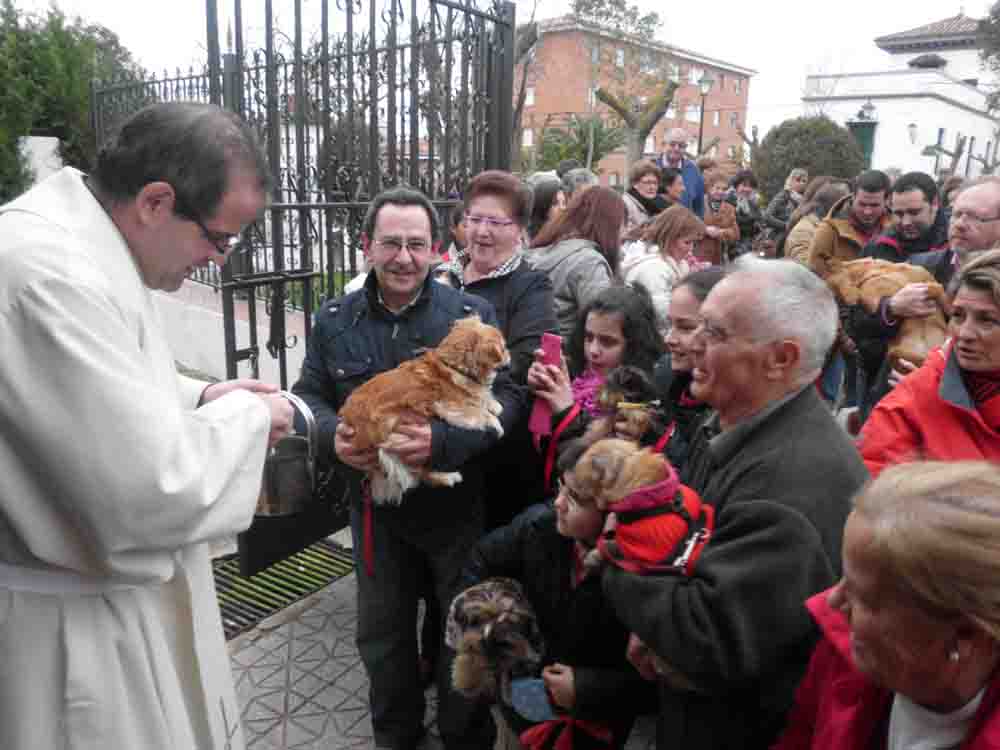 Bendicin de animales en Fuente Obejuna