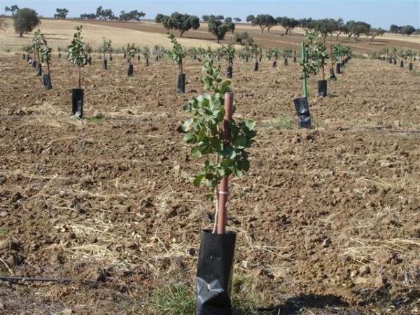 Introduccin del pistachero en el Guadiato 