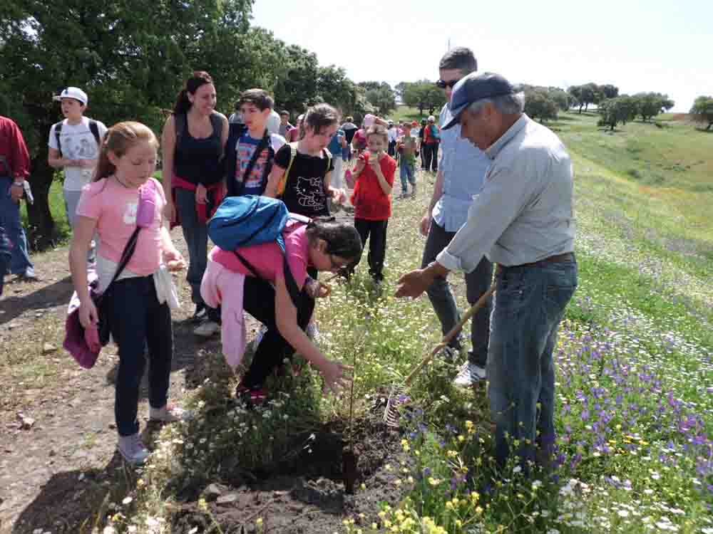 Plantacin de rboles en la va verde