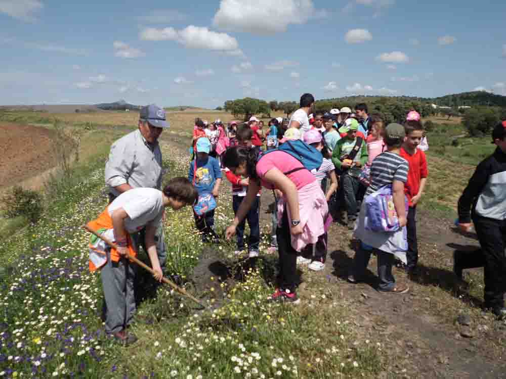 Plantacin de rboles en la va verde