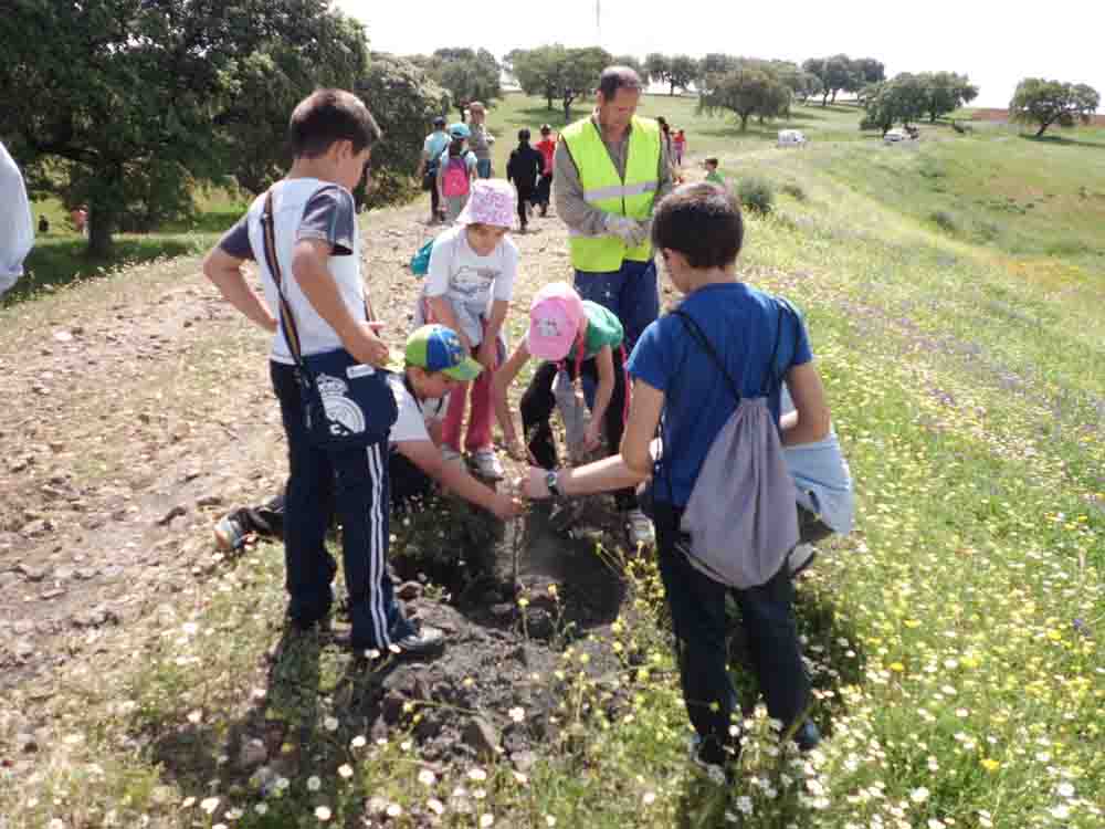 Plantacin de rboles en la va verde