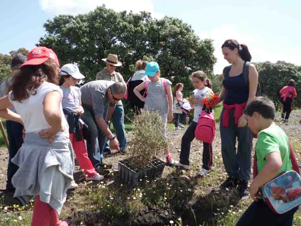 Plantacin de rboles en la va verde