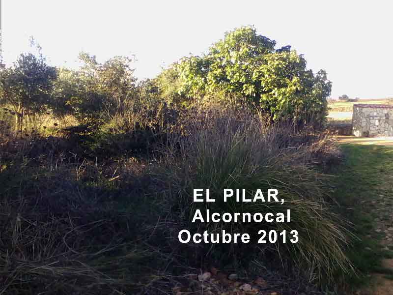 El Pilar de El Alcornocal