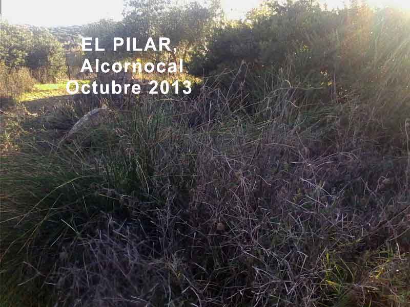 El Pilar de El Alcornocal