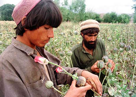 Cultivo del Opio