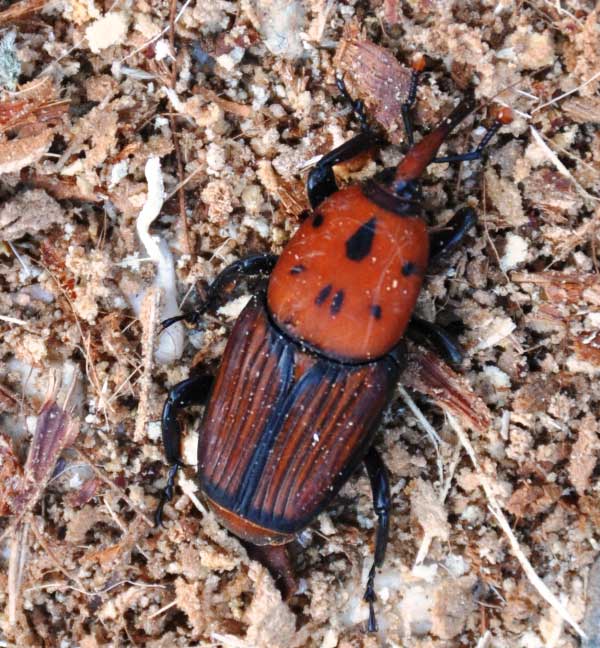 El picudo rojo invade las palmeras de Pearroya-Pueblonuevo