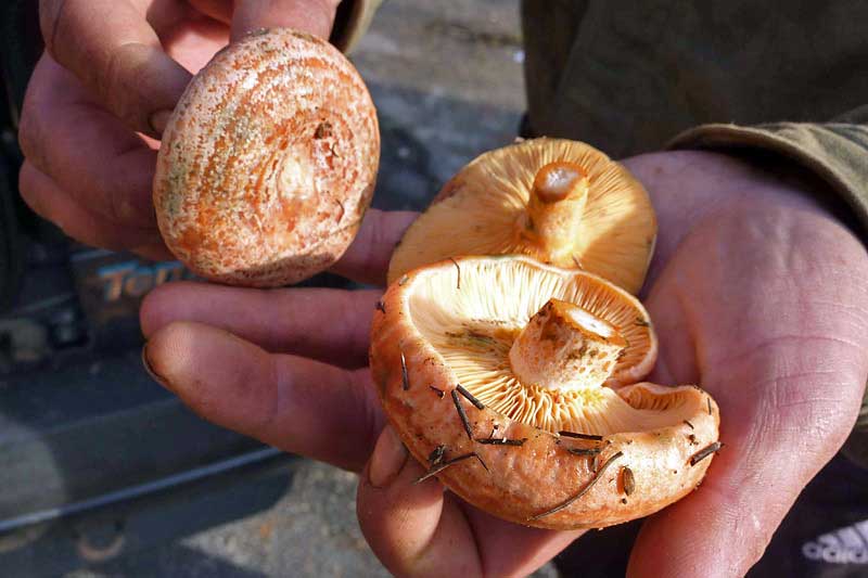 Medio Ambiente reular la recogida de setas y trufas 